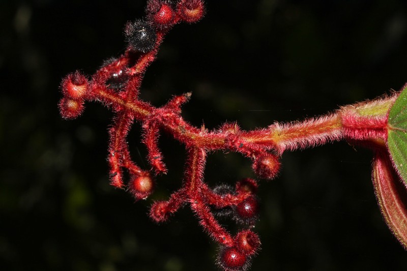 Miconia sulcicaulis photo 3