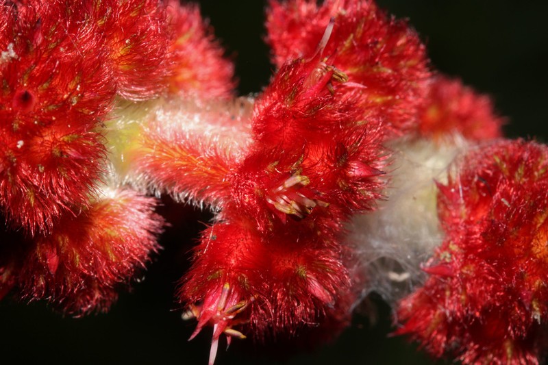 Miconia sulcicaulis photo 4
