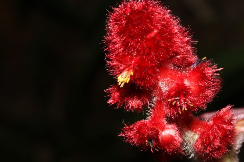 Miconia sulcicaulis photo 5