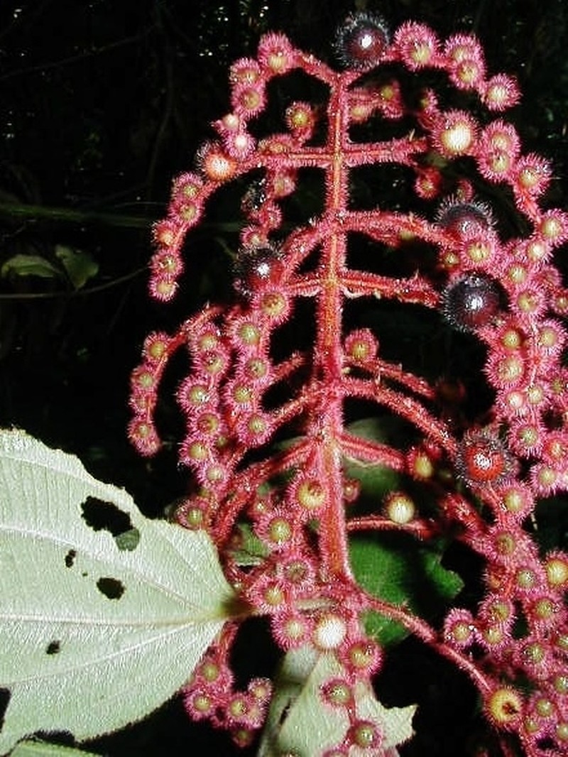 Miconia sulcicaulis photo 6