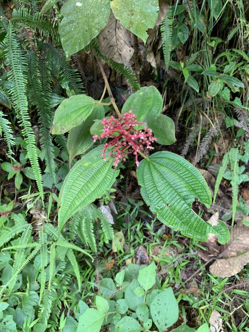 Miconia sulcicaulis photo 7