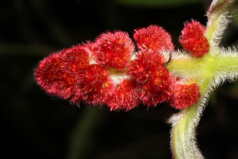 Miconia sulcicaulis photo 8