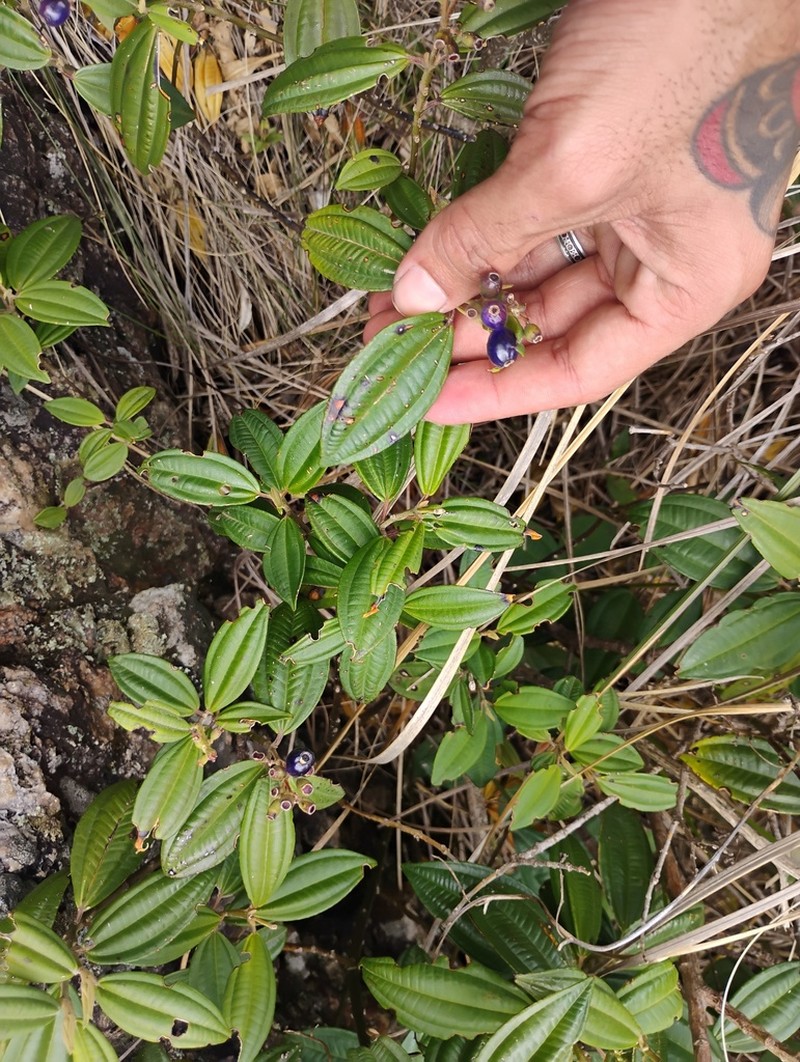 Miconia sulfurea