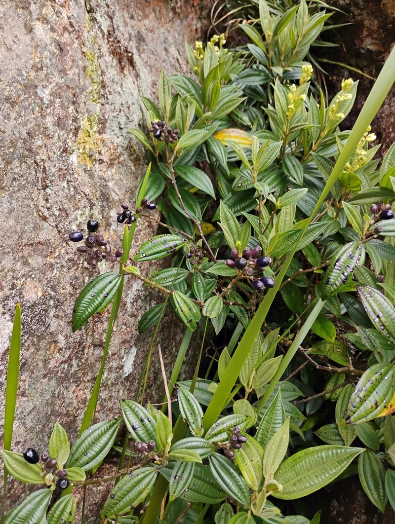 Miconia sulfurea photo 2