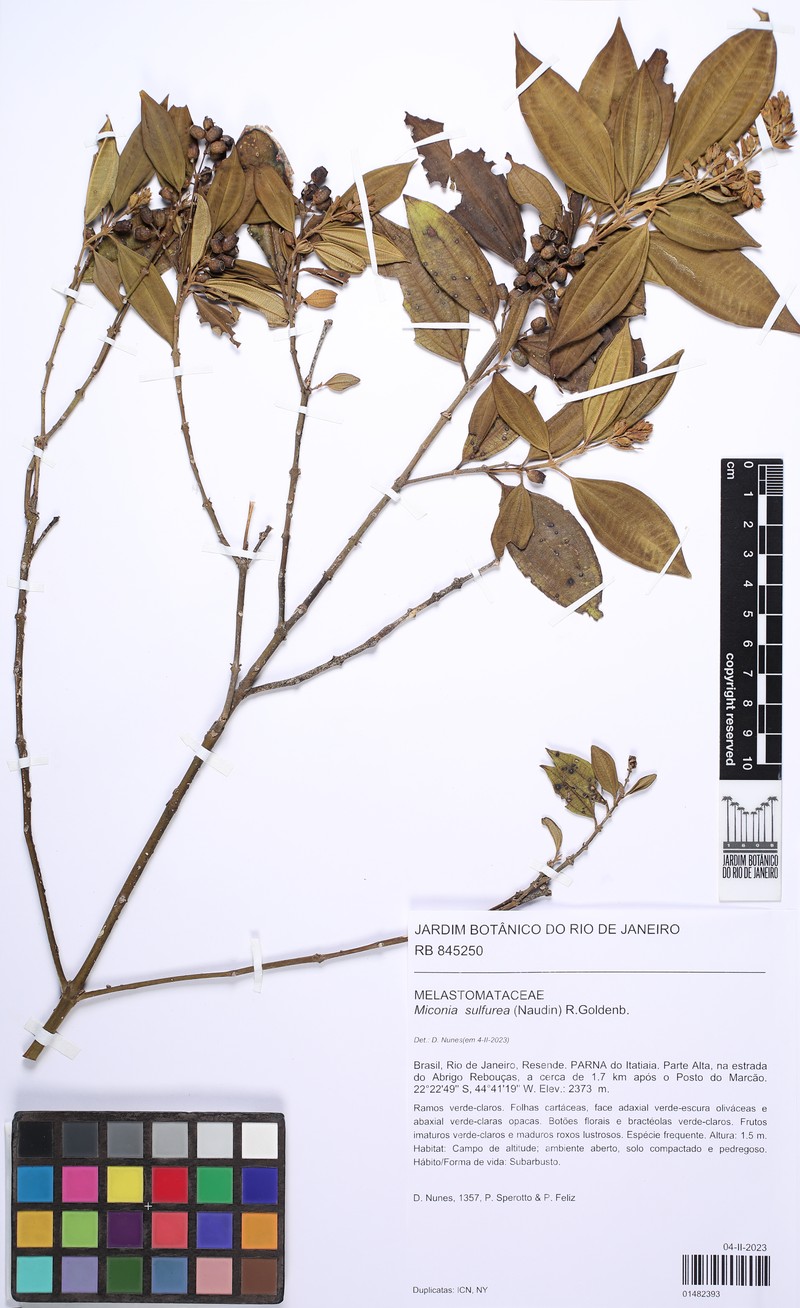 Miconia sulfurea photo 3