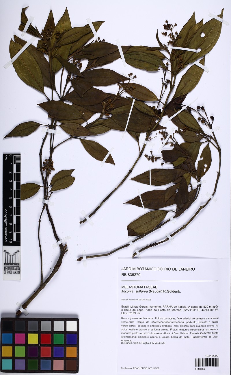 Miconia sulfurea photo 4