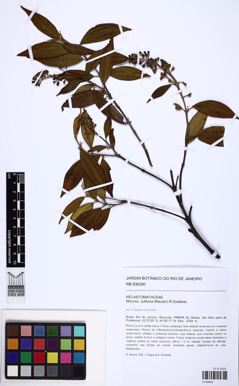 Miconia sulfurea photo 5