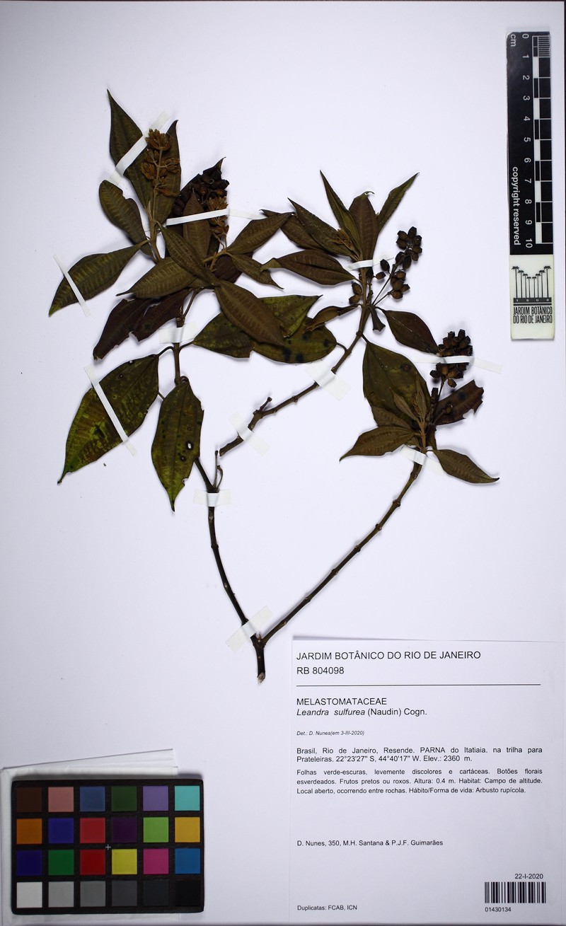 Miconia sulfurea photo 6