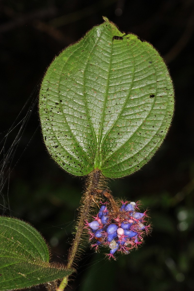 Miconia taurina