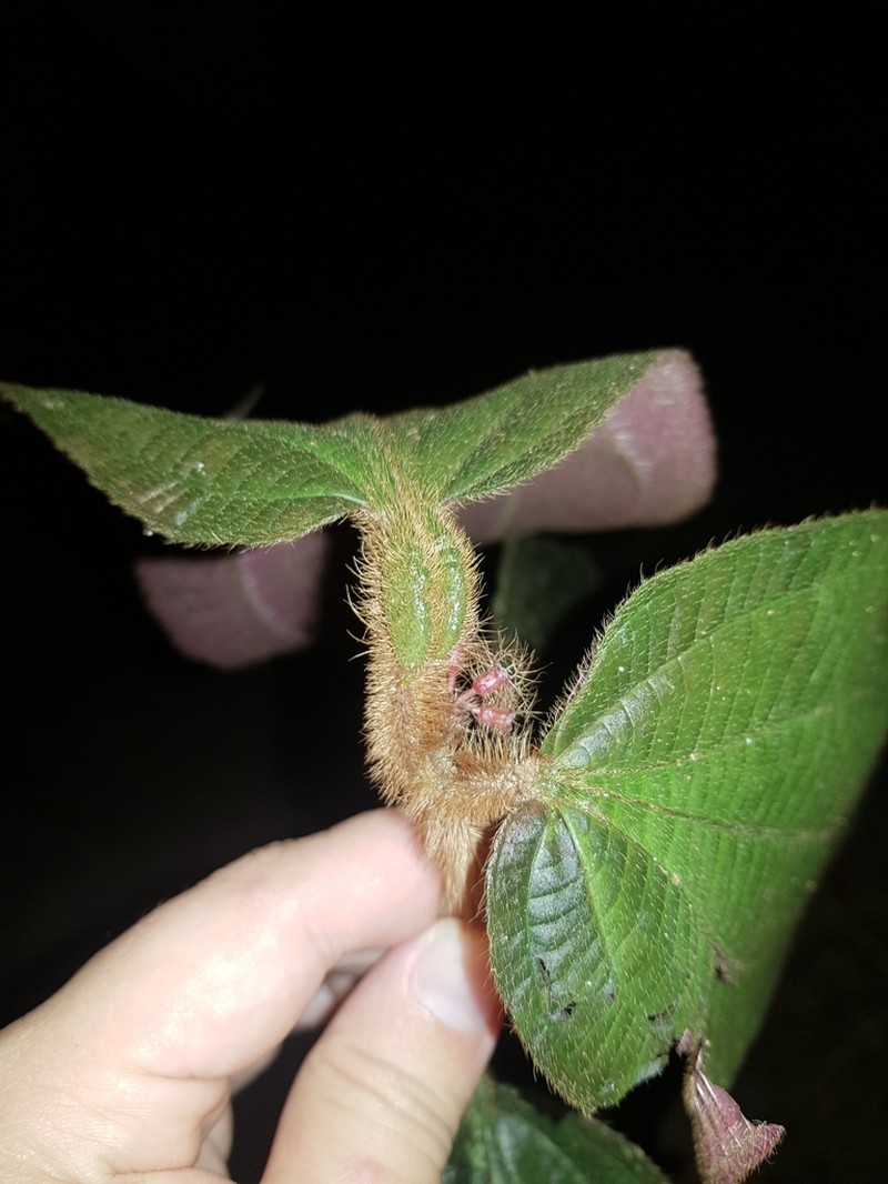 Miconia taurina photo 2