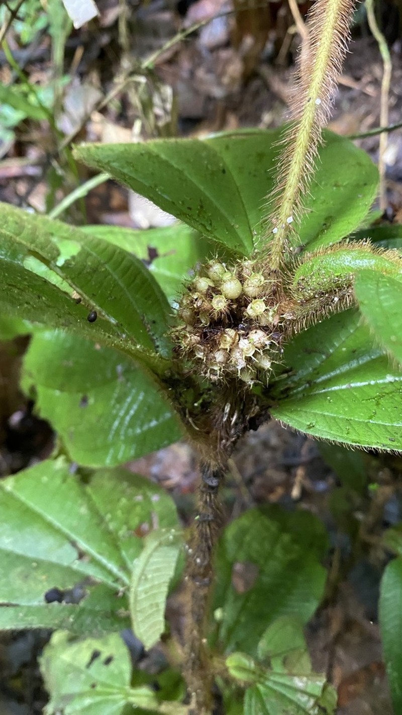 Miconia taurina photo 3