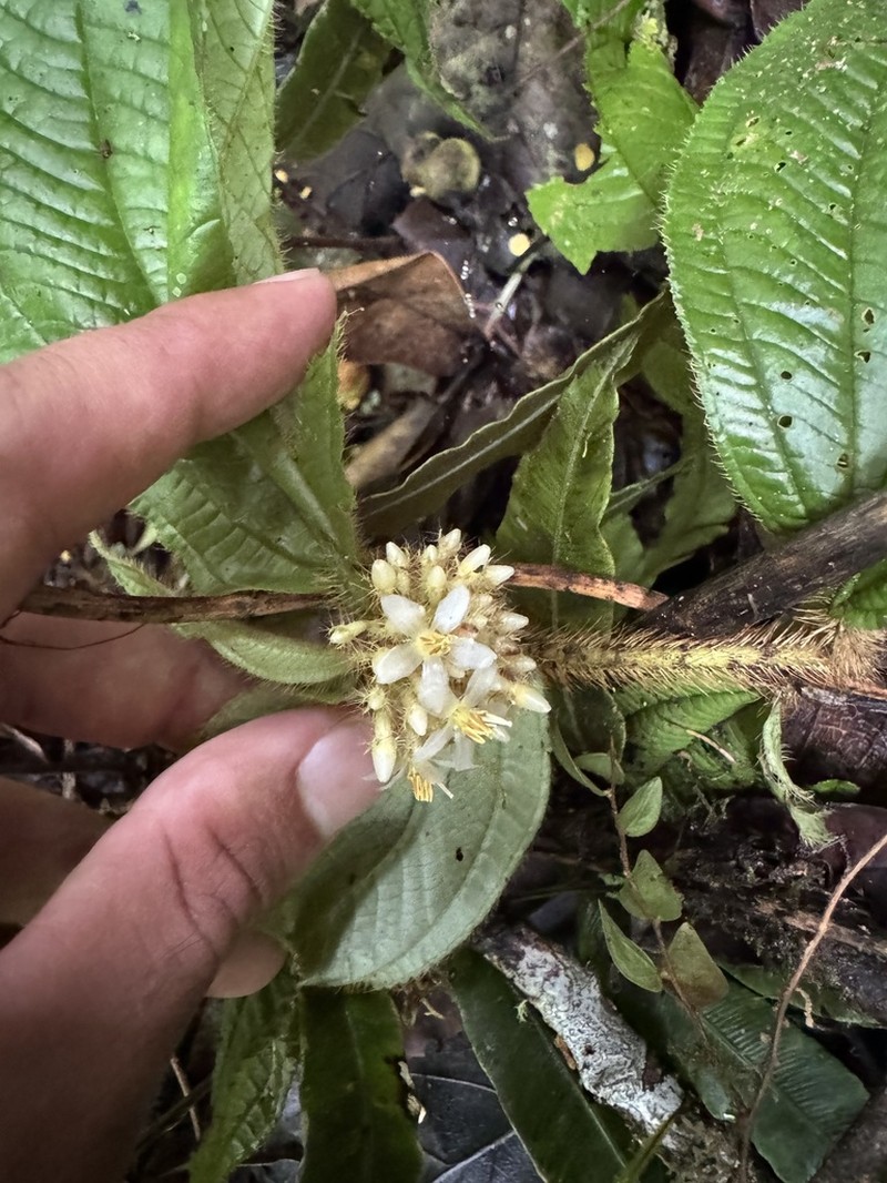 Miconia taurina photo 4