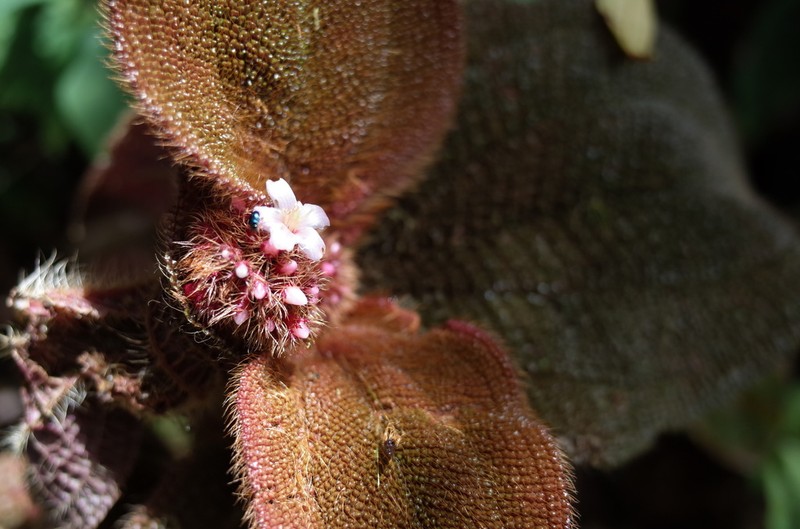Miconia taurina photo 5