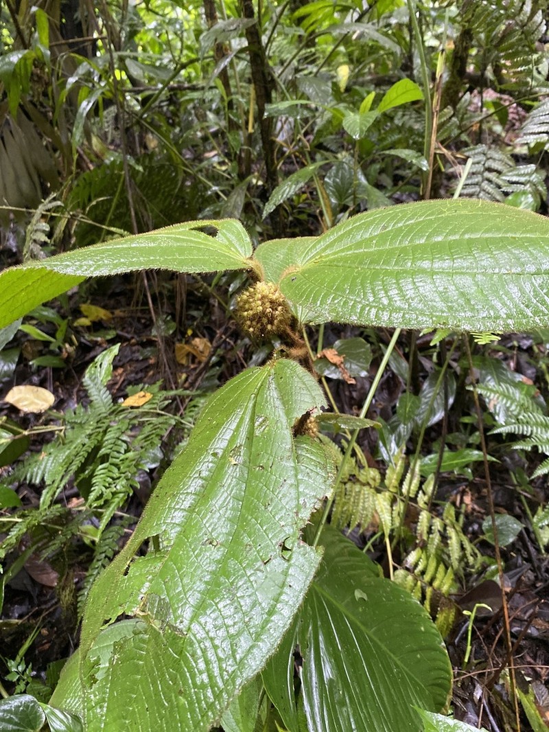 Miconia taurina photo 6