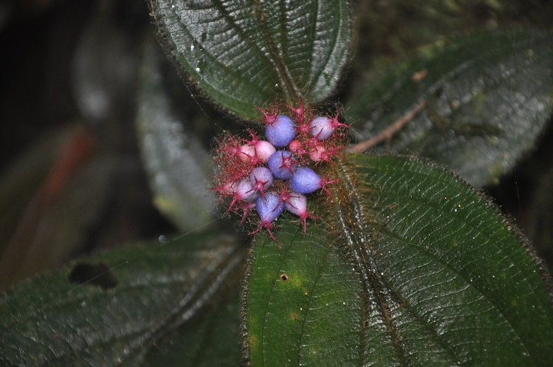 Miconia taurina photo 7
