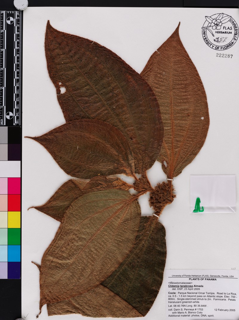 Miconia tenebrosa