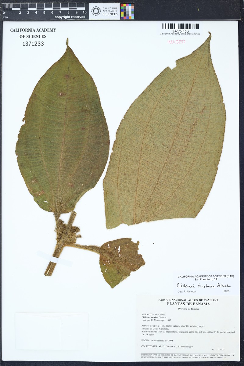 Miconia tenebrosa photo 2
