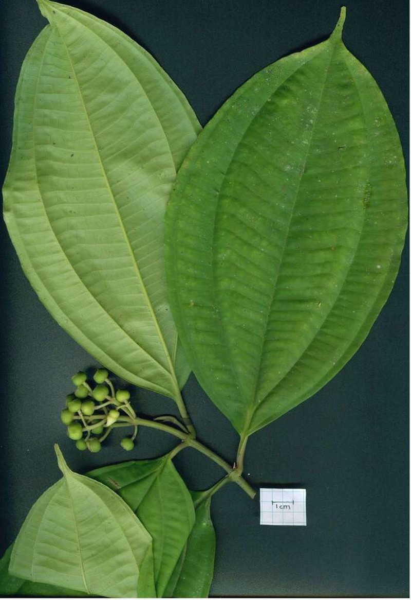Miconia tenuifolia