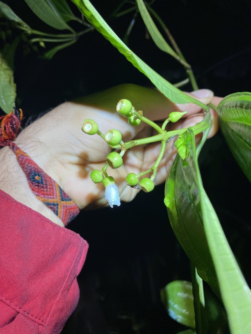 Miconia tenuifolia photo 2