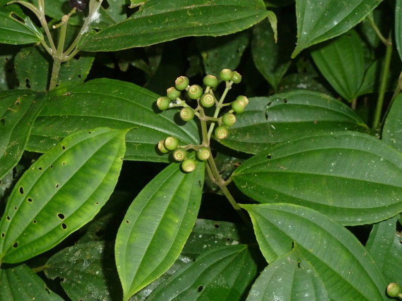 Miconia tenuifolia photo 3