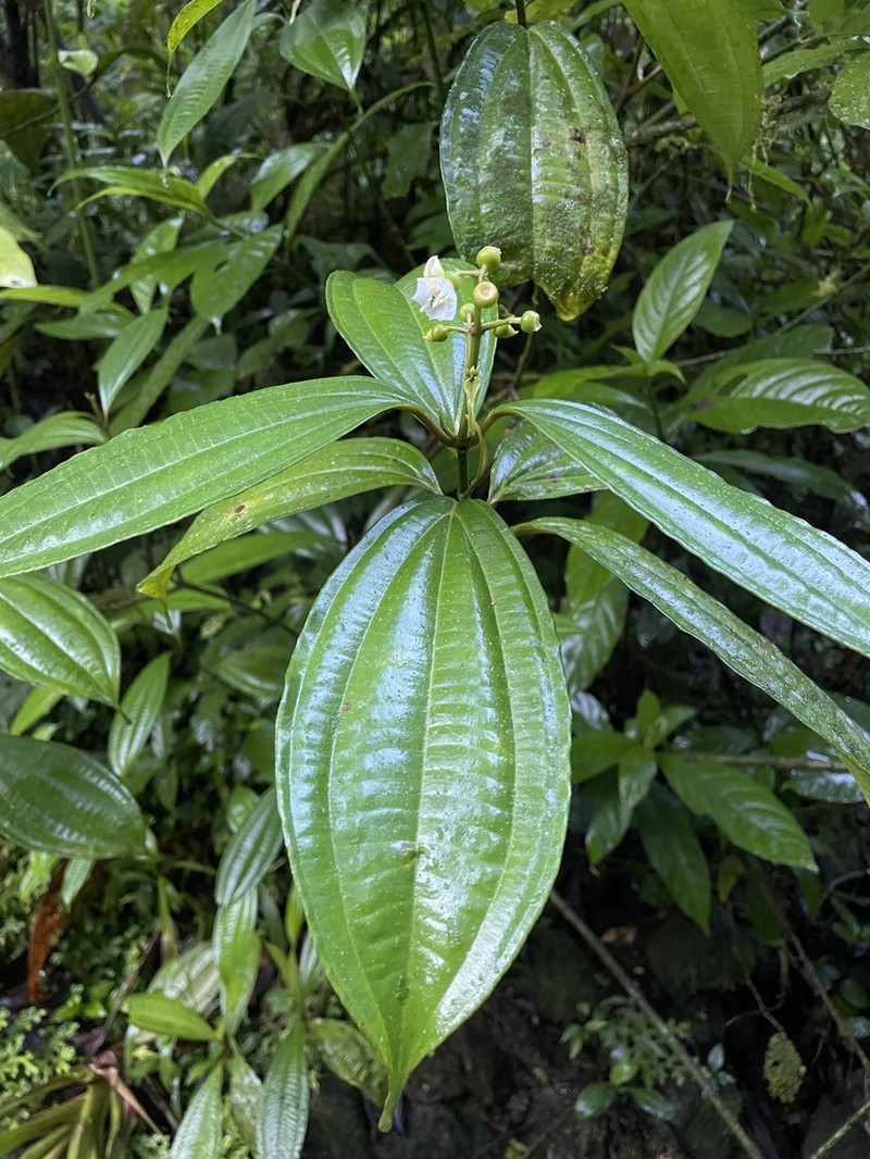 Miconia tenuifolia photo 4