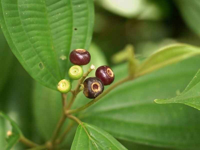 Miconia tenuifolia photo 5
