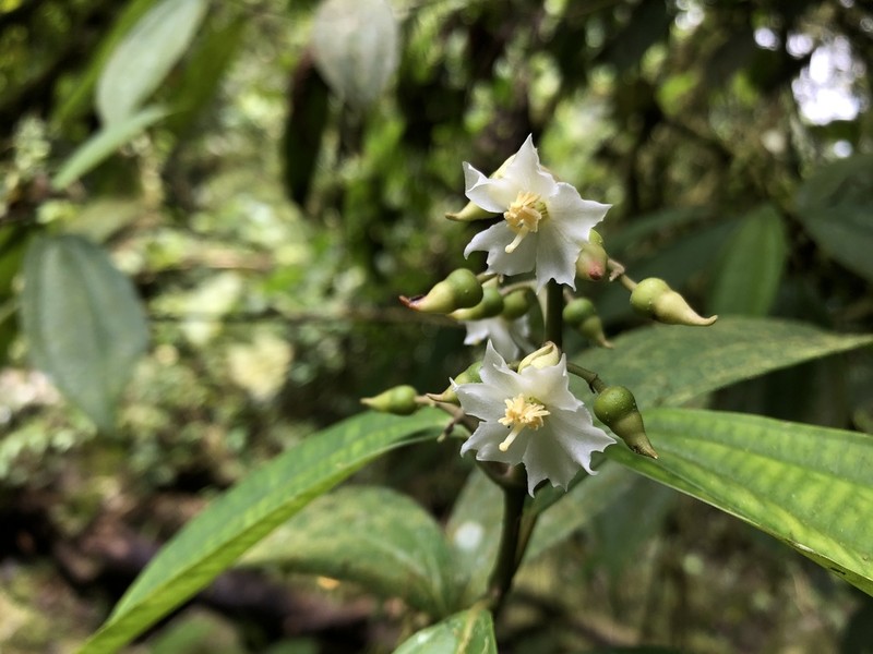 Miconia tenuifolia photo 8
