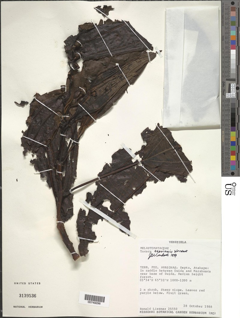 Miconia tepuiensis