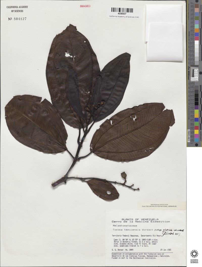 Miconia tepuiensis photo 2