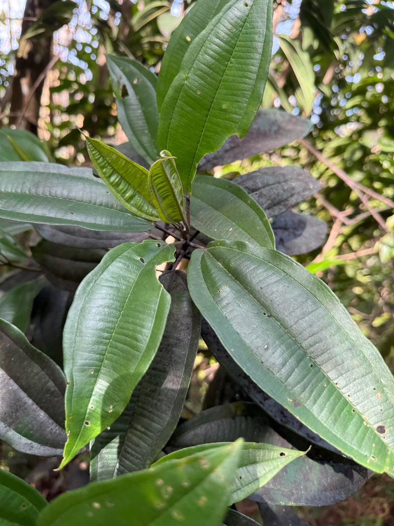 Rajador photo 2