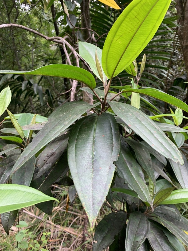 Rajador photo 4