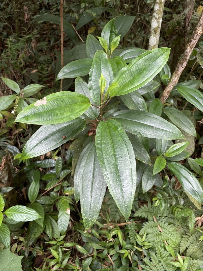 Rajador photo 5