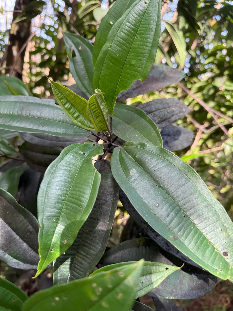 Rajador photo 6