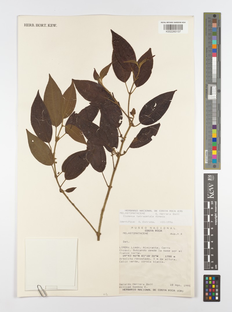 Miconia tetrapetala