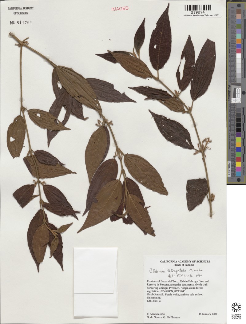 Miconia tetrapetala photo 2