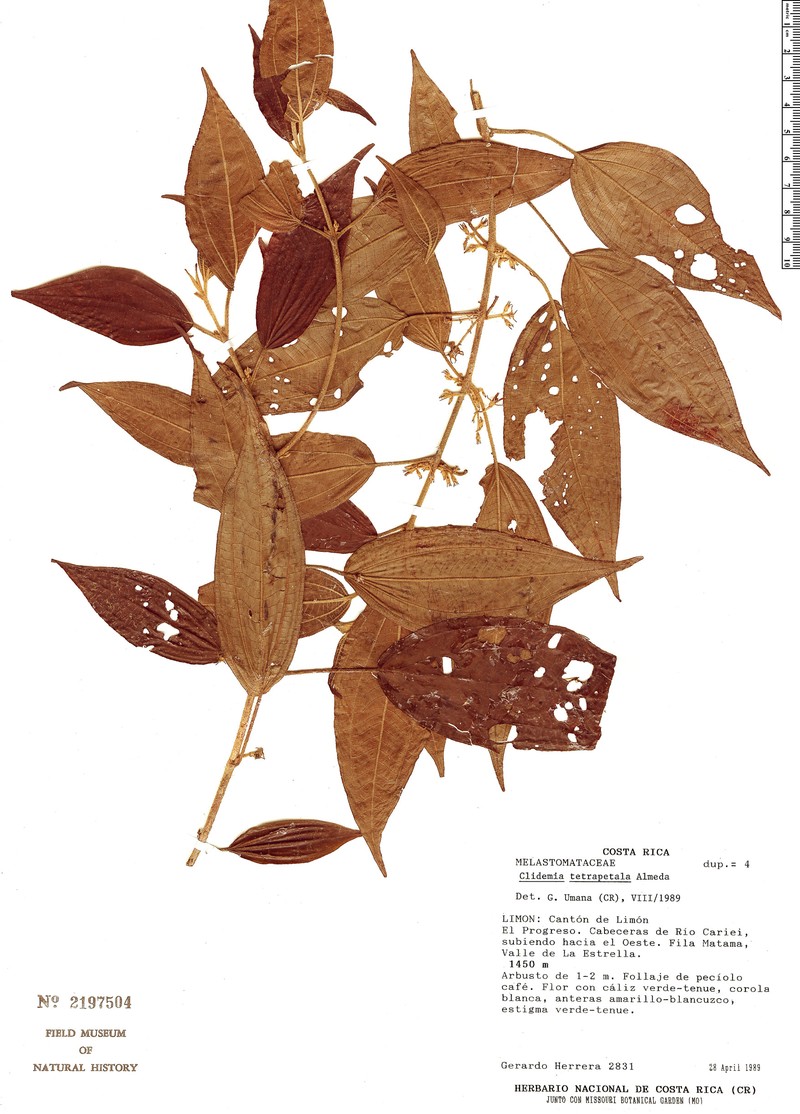Miconia tetrapetala photo 3