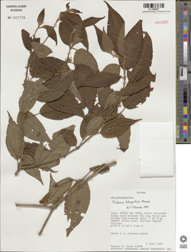 Miconia tetrapetala photo 4