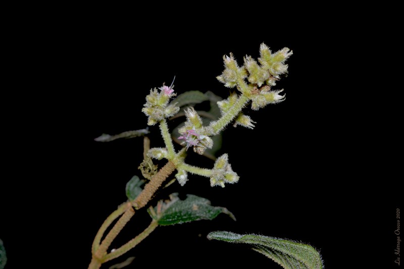 Miconia tetraquetra photo 2