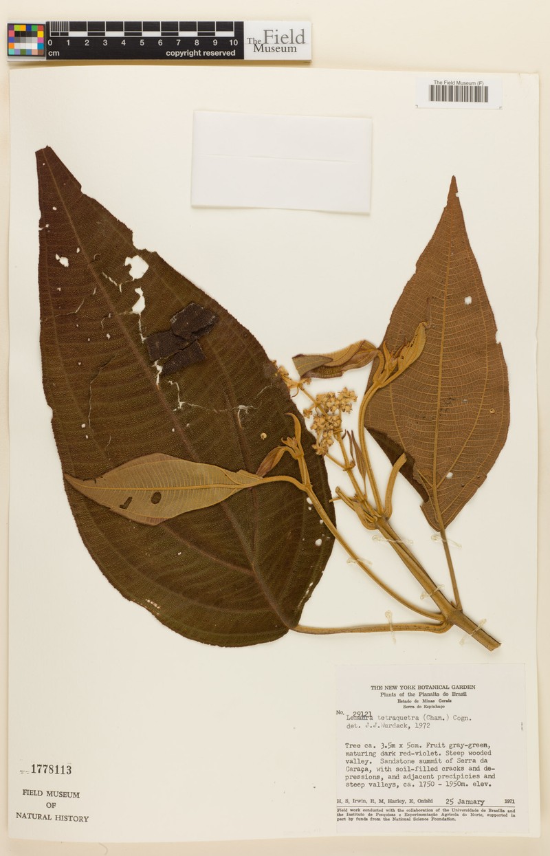 Miconia tetraquetra photo 3