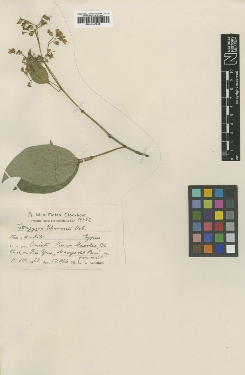 Miconia tetrazygioidea