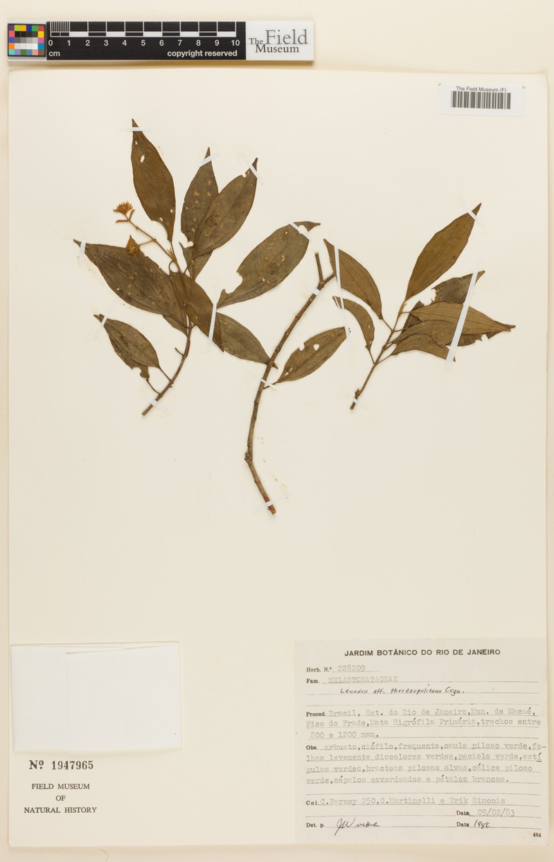 Miconia therezopolitana