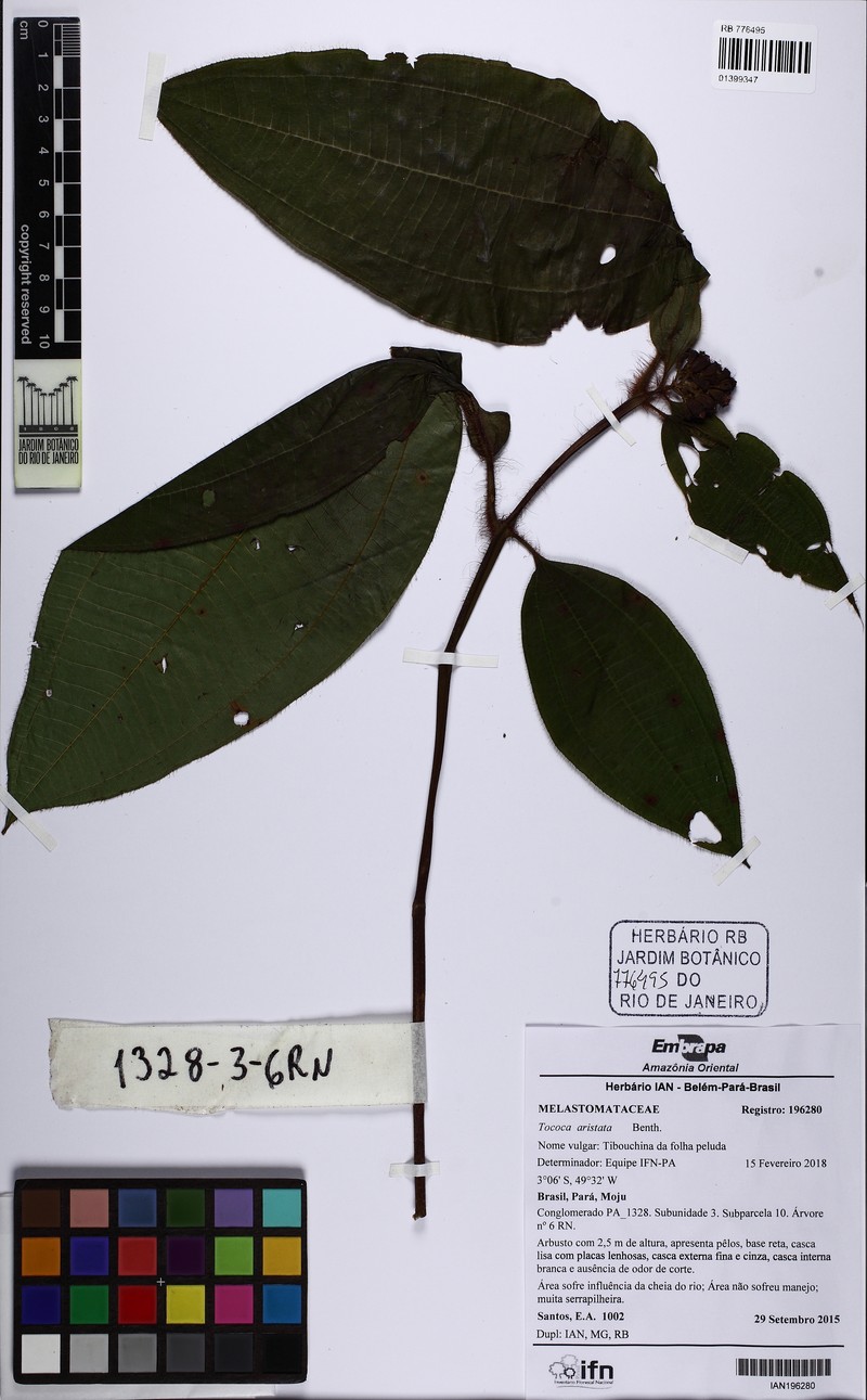 Miconia tocoaristata