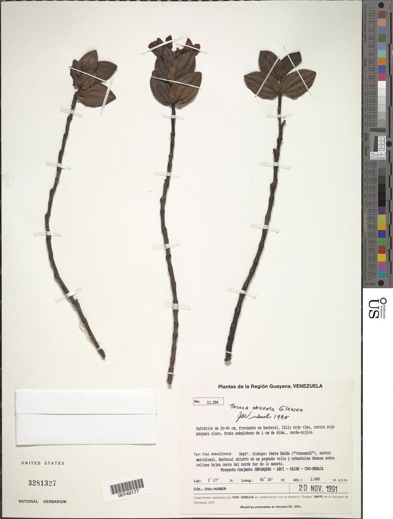 Miconia tocobovata