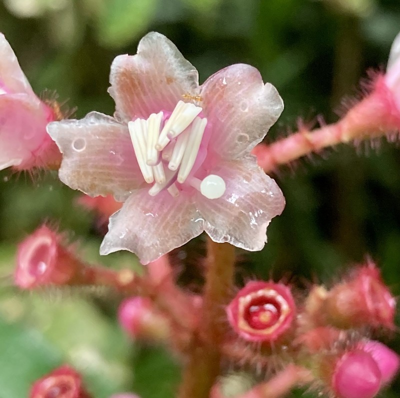 Miconia tococa