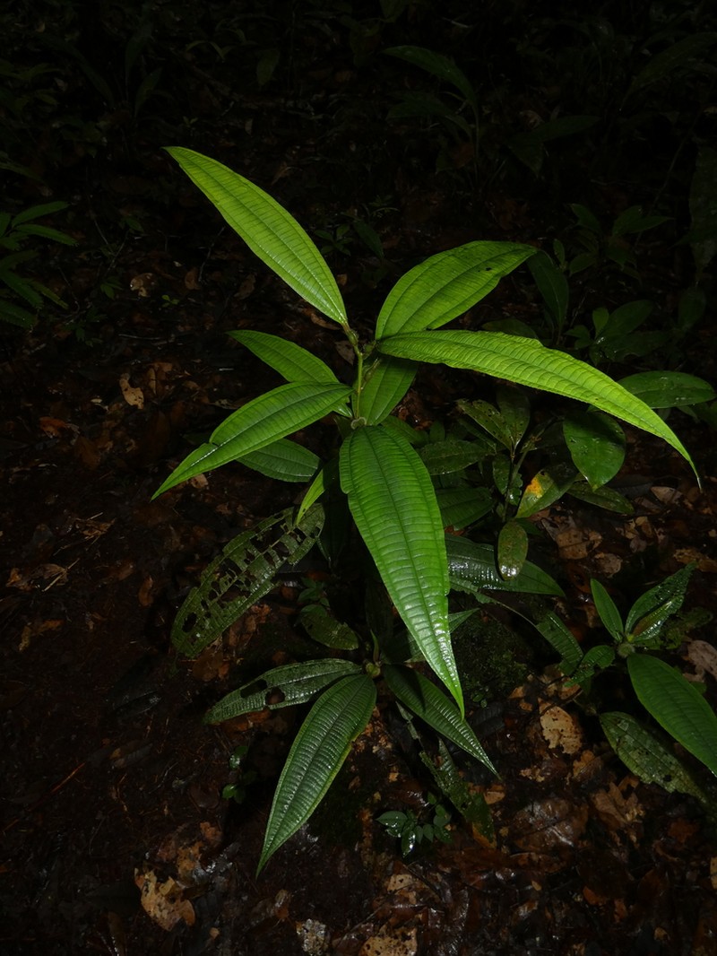 Miconia tococa photo 2