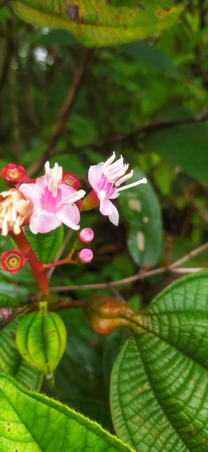 Miconia tococa photo 3