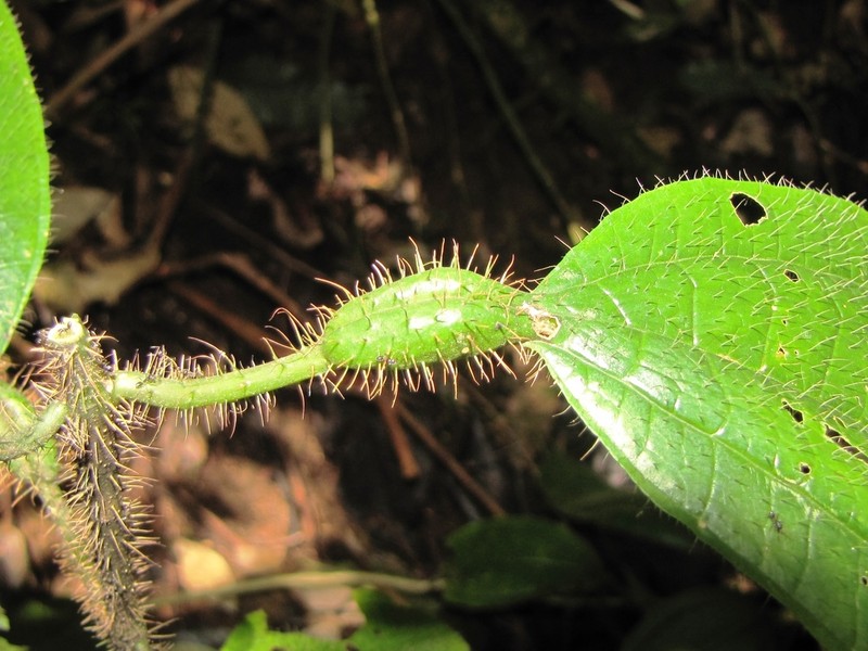 Miconia tococa photo 5