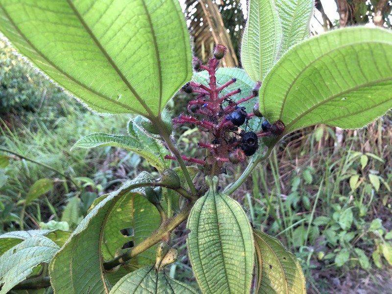 Miconia tococa photo 6