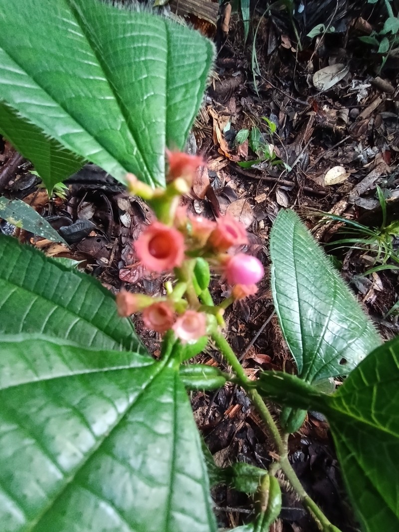 Miconia tococa photo 7