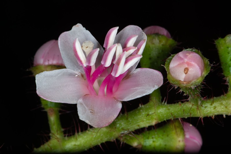 Miconia tococa photo 8